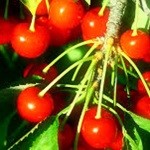 Frutas para diabéticos tipo2-las cerezas