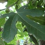 Medicamentos naturales para la diabetes-hojas de higuera